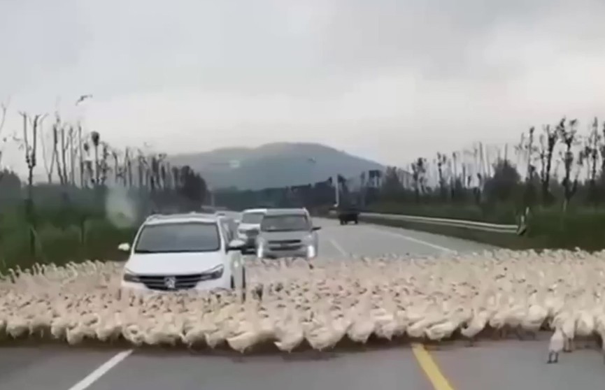 Водившие настоящий хоровод утки, парализовали движение на трассе (ВИДЕО)