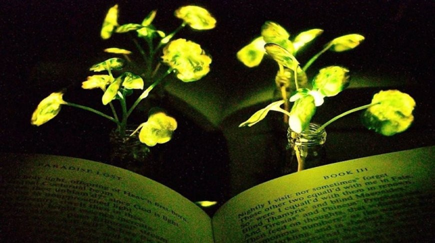 Ученые создали светящиеся растения – они словно из сказки!