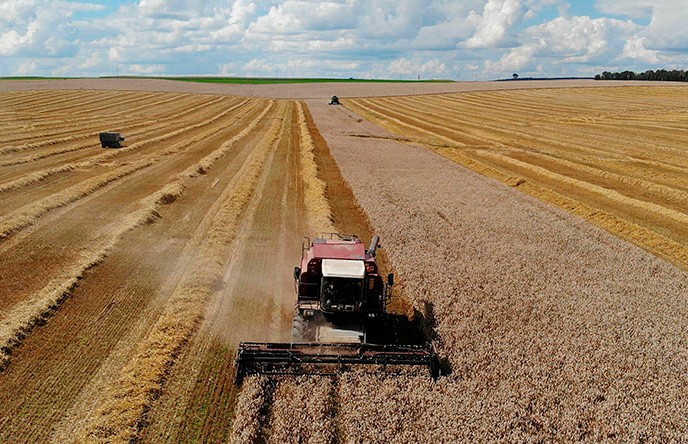 С половины площадей убраны зерновые и зернобобовые культуры в Беларуси