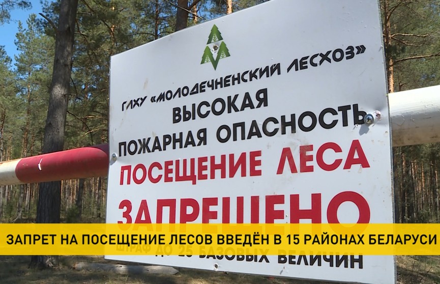 Ограничения на посещение лесов ввели в 15 районах Беларуси