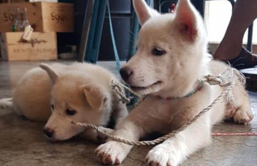 ​Предназначались для супа: двух щенков чиндо спасли защитники животных в Южной Корее