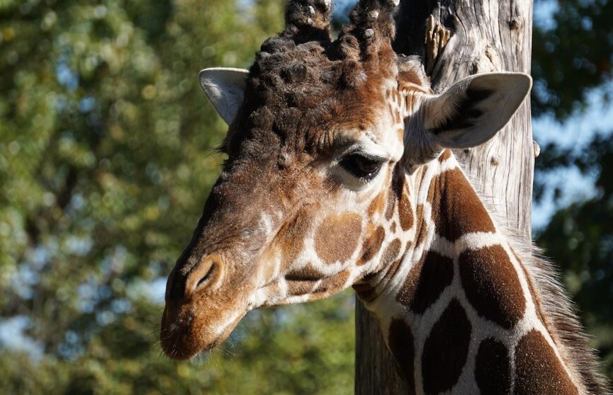 Жираф украл маленькую девочку из семейного пикапа