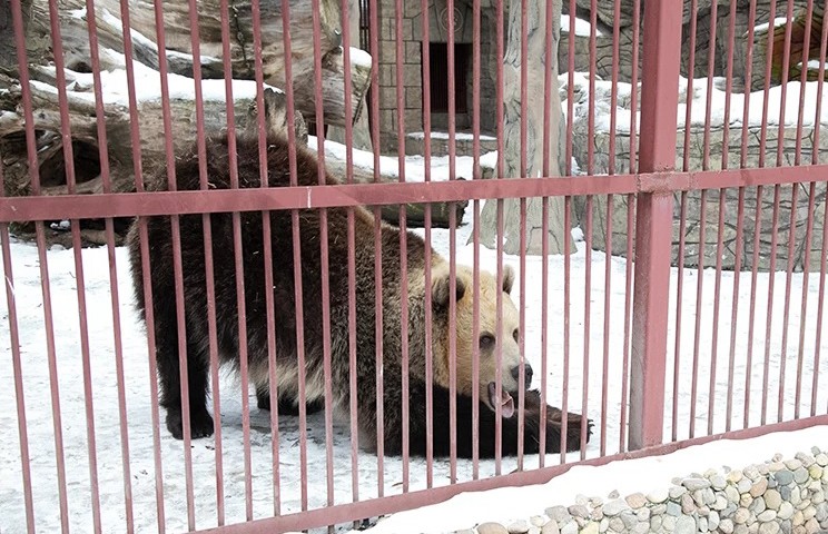 В Минском зоопарке раньше срока проснулась медведица Нюра. Она проспала всего 6 недель