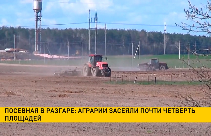 Посевная в разгаре: белорусские аграрии засеяли почти четверть площадей по стране