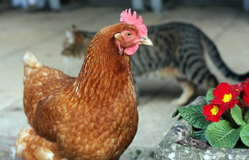 Котенок пришел в сарай к курице и помог ей высидеть яйца. Посмотрите, это невероятно! (ВИДЕО)