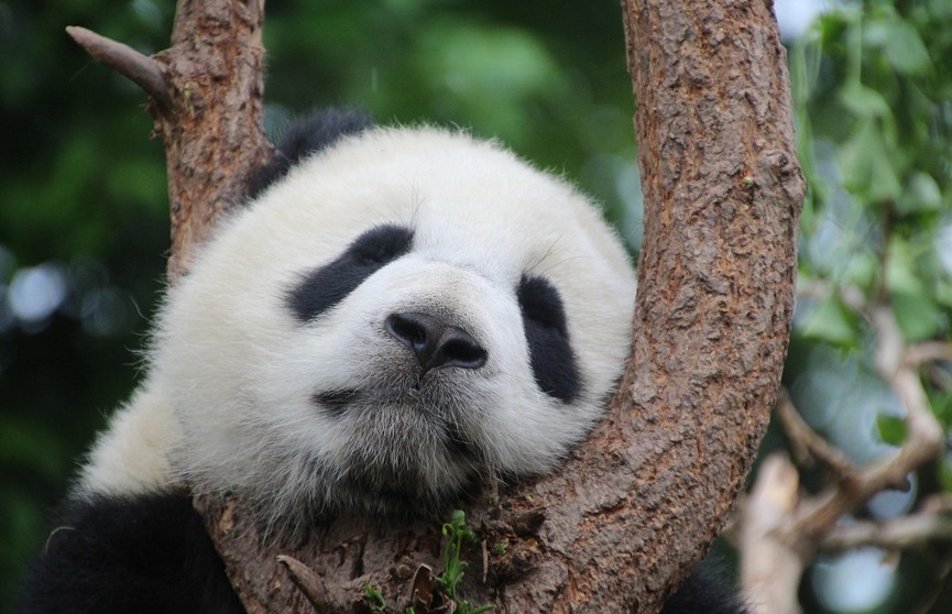 Детеныша большой панды, родившегося в Сингапуре, отправили в Китай