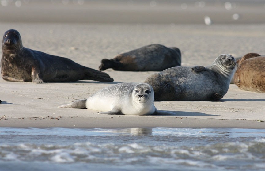 Около 130 мертвых каспийских тюленей нашли на побережье Дагестана