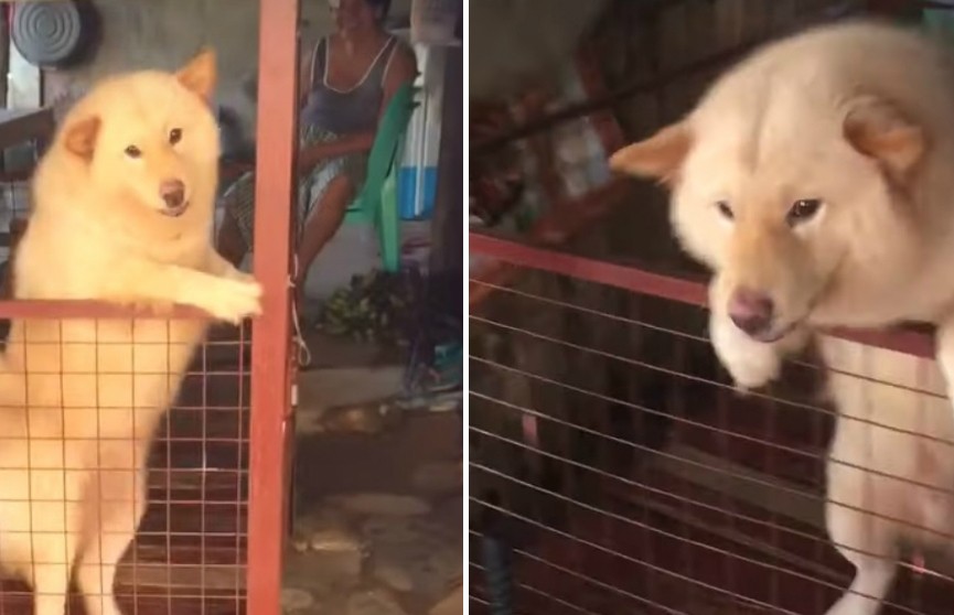 Реакция собаки, которая увидела хозяина после года разлуки (ВИДЕО)
