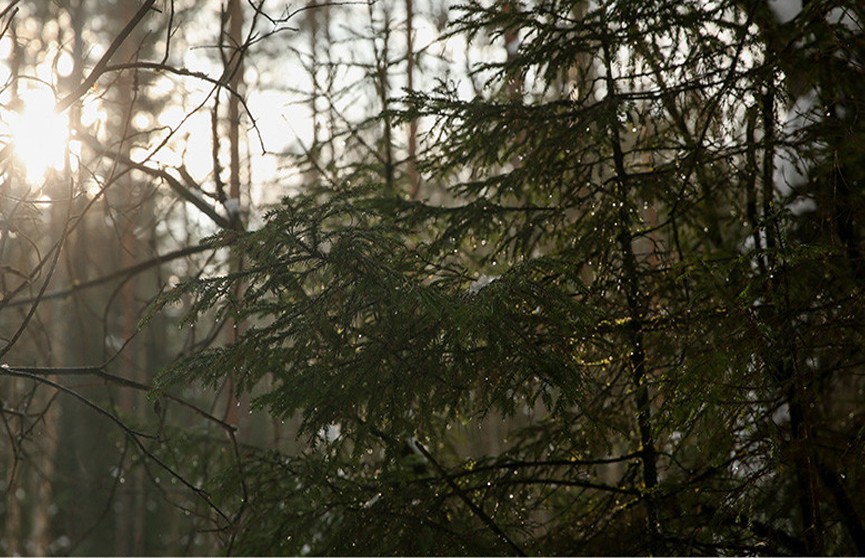 Минские парк «Тивали» и лесопарк «Медвежино» подвергнутся обработке от клещей