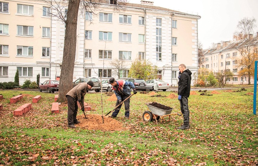 Житель Полоцка высадил в своем микрорайоне около 500 деревьев и кустарников