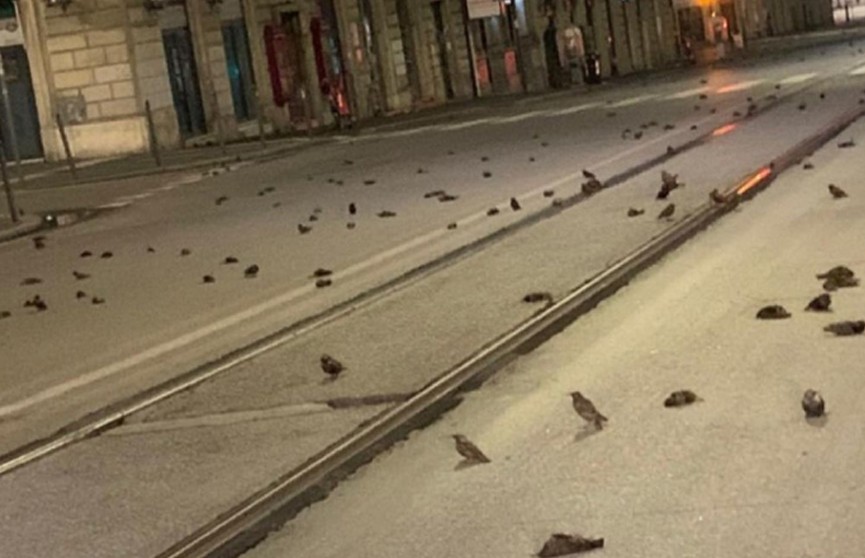 В Италии прошел «дождь» из мертвых птиц