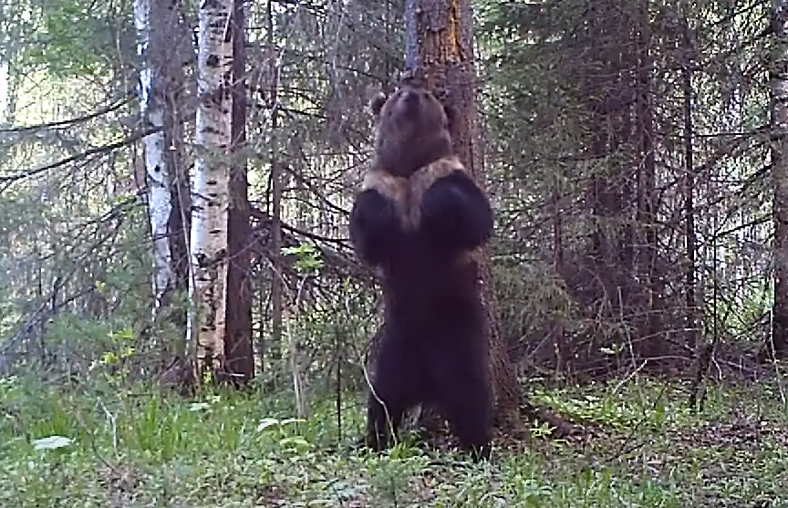 Уральский медведь «станцевал» у дерева и попал на видео