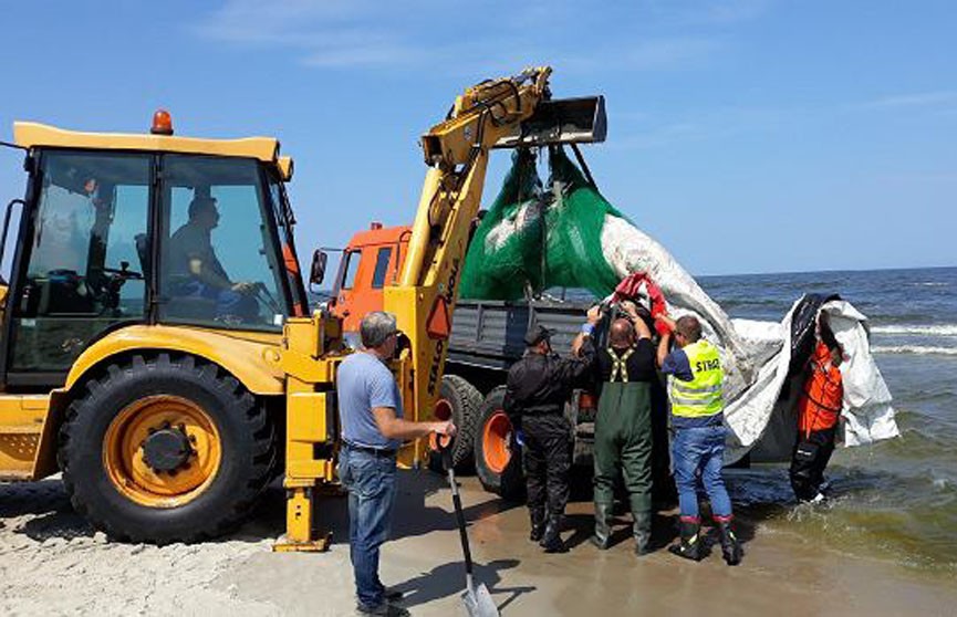 На балтийском побережье Польши обнаружили мёртвого кита