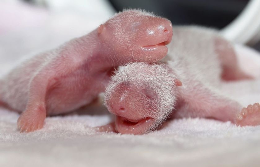 Самые крупные панды-близнецы родились в Китае
