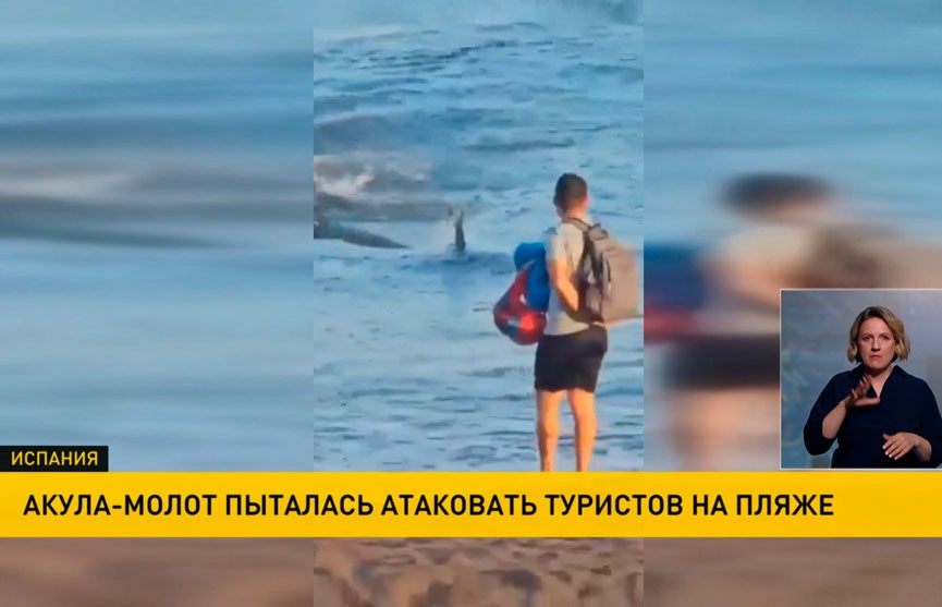 В Испании акула-молот напала на туристов