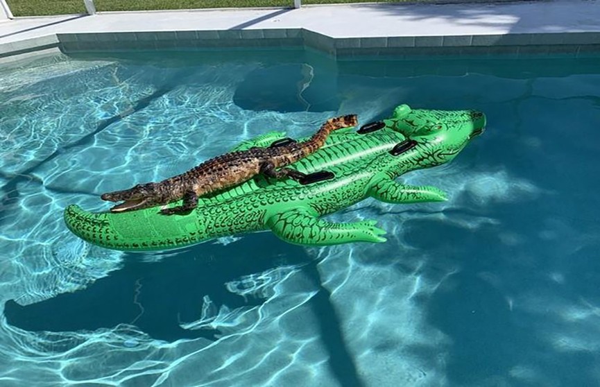 Аллигатор загорал в бассейне на другом аллигаторе