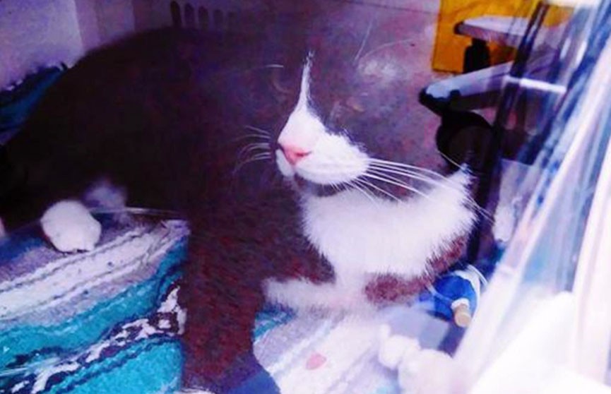 Кот пережил стирку в машинке и выжил (ФОТО)
