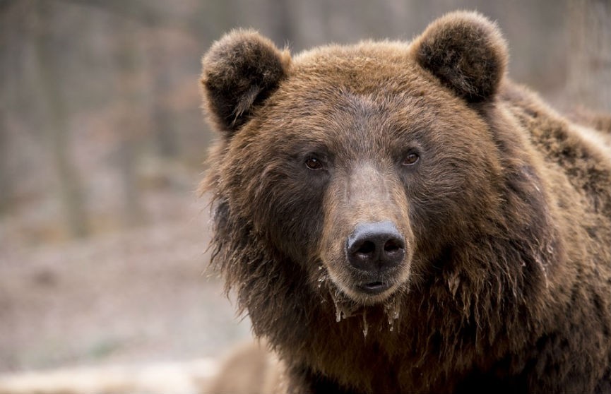 В США медведь зашел в магазин за едой. Никто не пострадал (ВИДЕО)