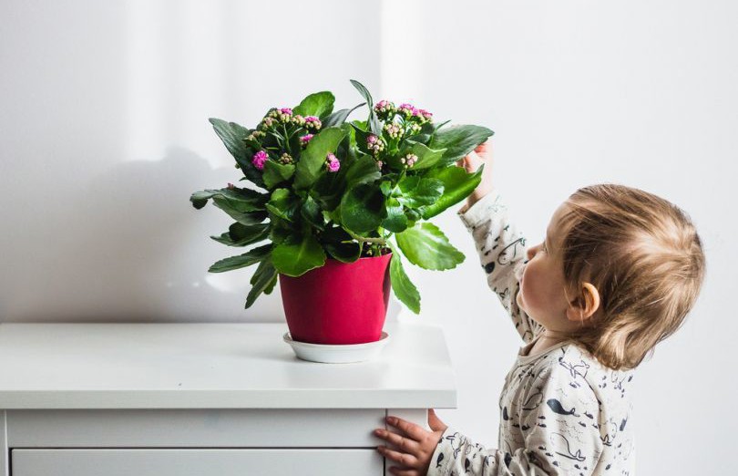 Растения, которые категорически запрещено держать в детской комнате
