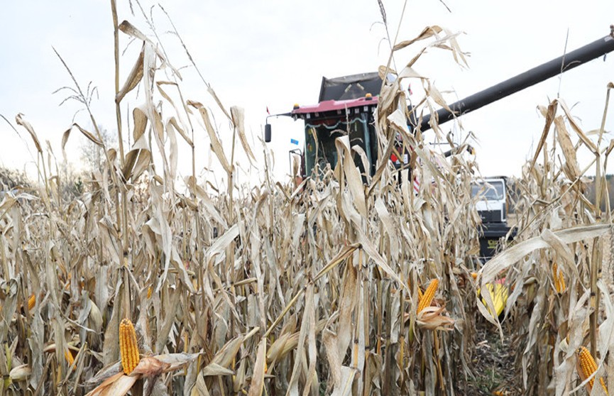 Аграрии в этом году рассчитывают получить 2 миллиона тонн кукурузы