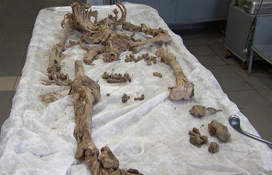 Эксперты разгадали, чей скелет был найден в заброшенном доме в Смолевичском районе