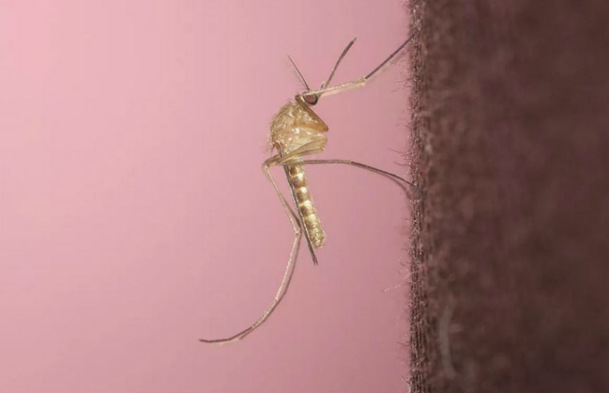 Особо опасный вид комаров появился в Турции