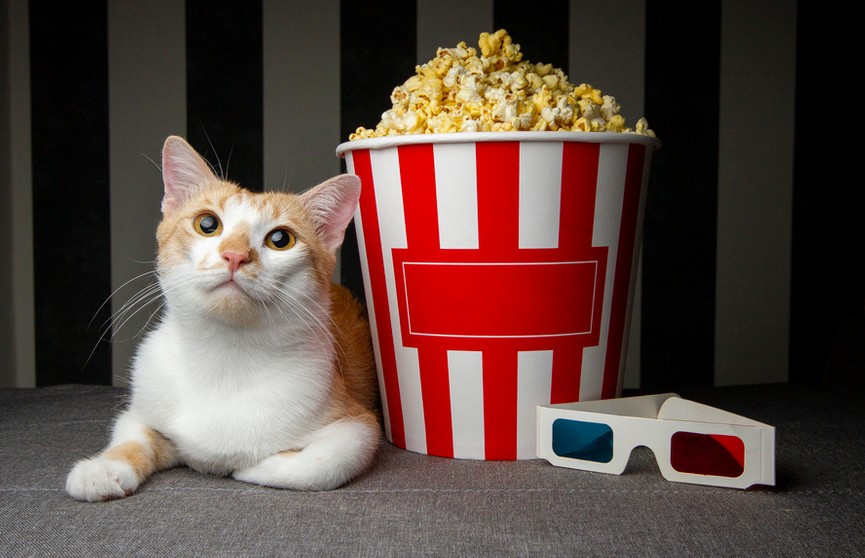 Собака и кот увлеченно смотрели фильм по телевизору и рассмешили интернет (ВИДЕО)