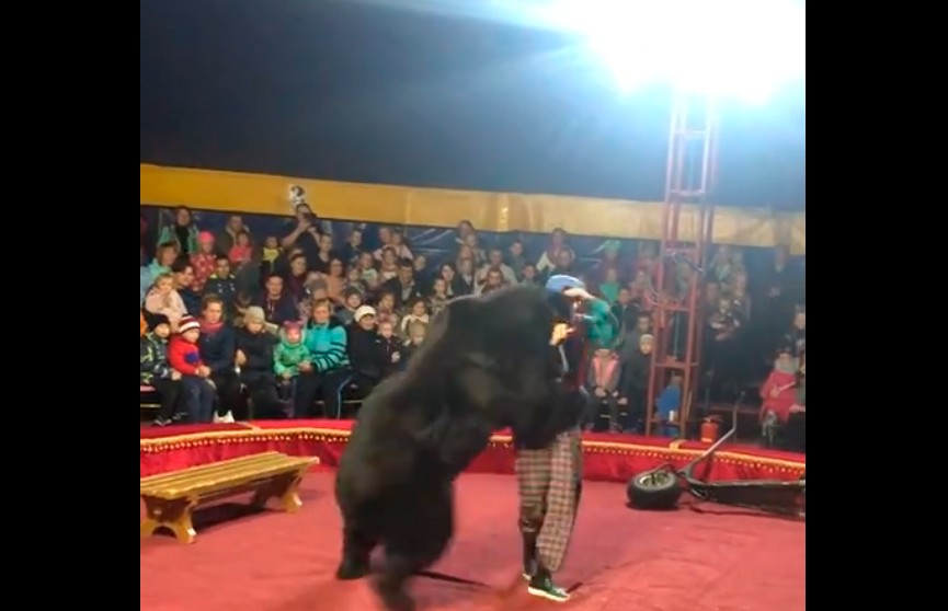 Медведь набросился на дрессировщика во время циркового представления в Карелии