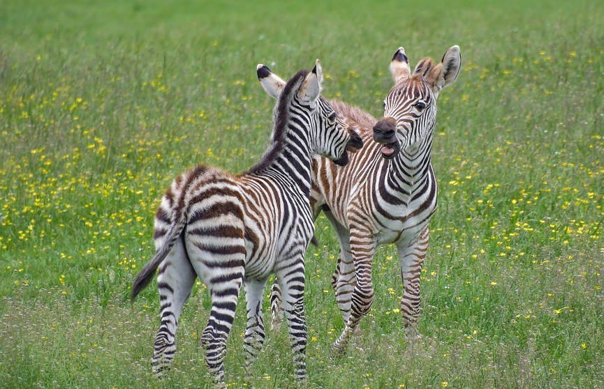 Ученые предложили новое объяснение полосам на шкурах зебр