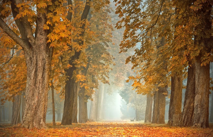 Оранжевый уровень опасности объявлен в Беларуси из-за тумана 9 октября