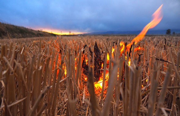 Дети подожгли поле пшеницы около Дзержинска