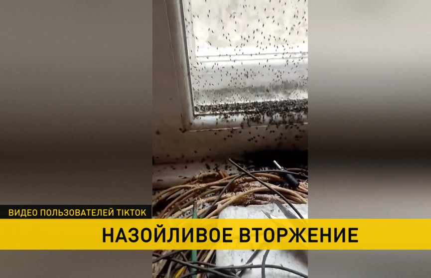 Назойливое вторжение. Массовые атаки насекомых-кровососов на людей фиксируются на юге Беларуси. Репортаж ОНТ