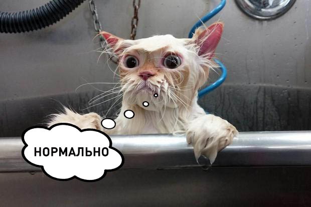 Кот принимал душ и на вопрос о самочувствии отвечал «нормально»