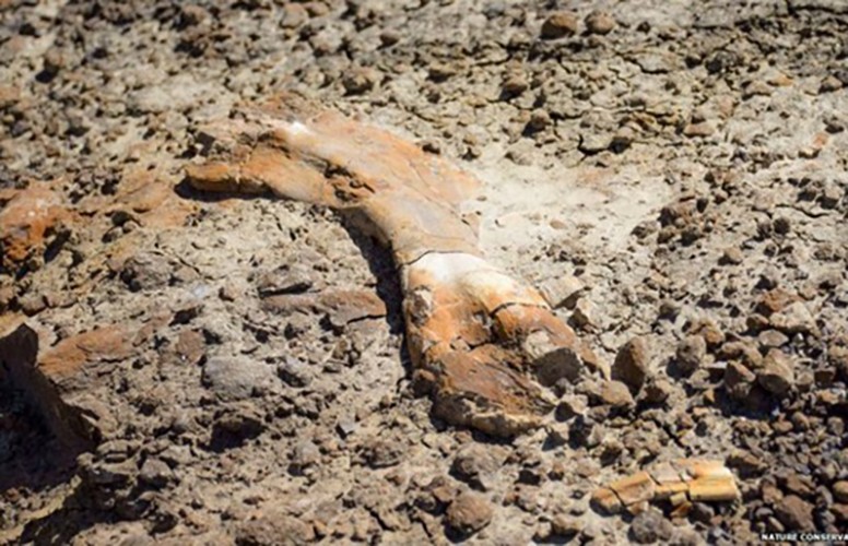 12-летний мальчик нашел скелет динозавра в Канаде