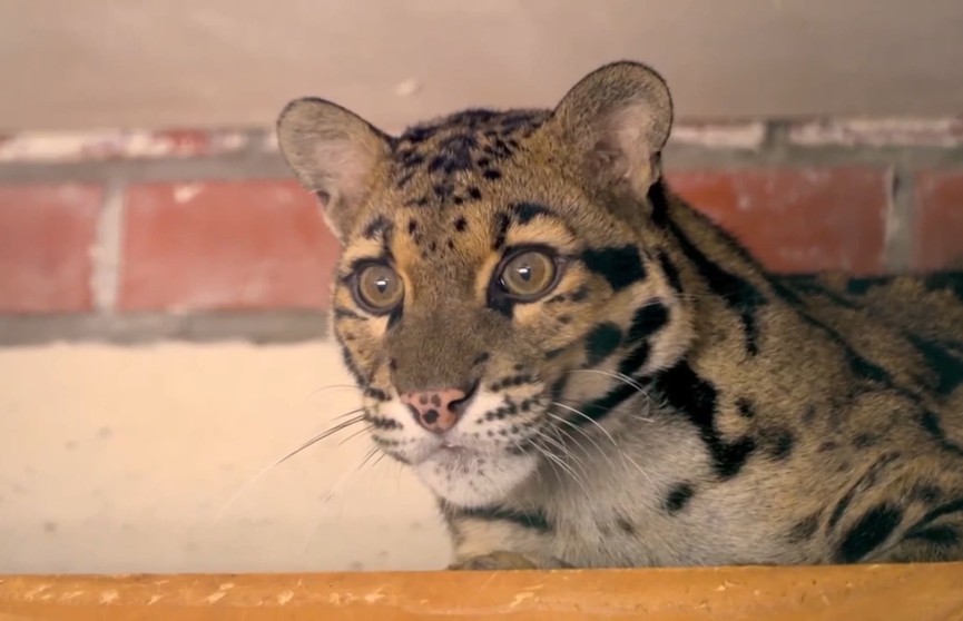 Дымчатые леопарды впервые за 50 лет появились в Московском зоопарке