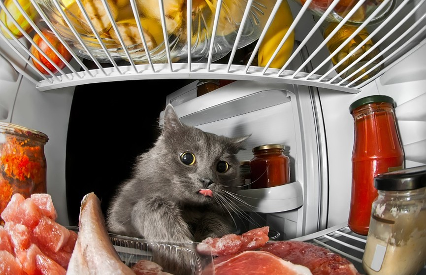 А это точно не монтаж? Кот научился ловко открывать холодильник – то, что он придумал, поразит вас!