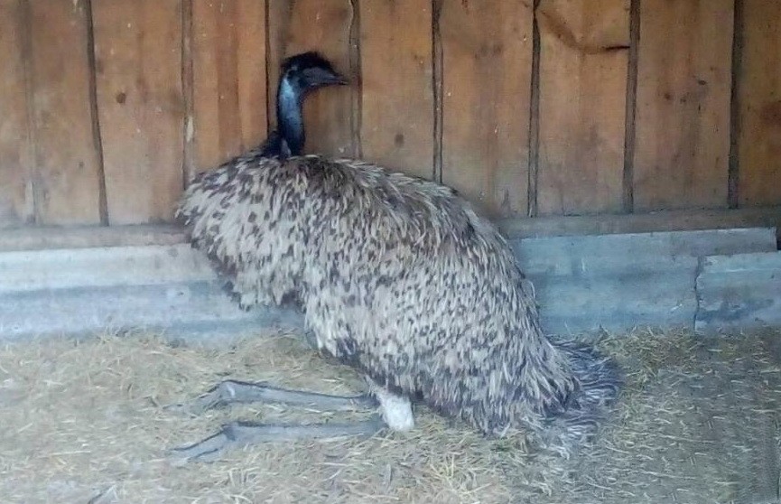 В Могилёвской области поймали сбежавшего из приюта страуса