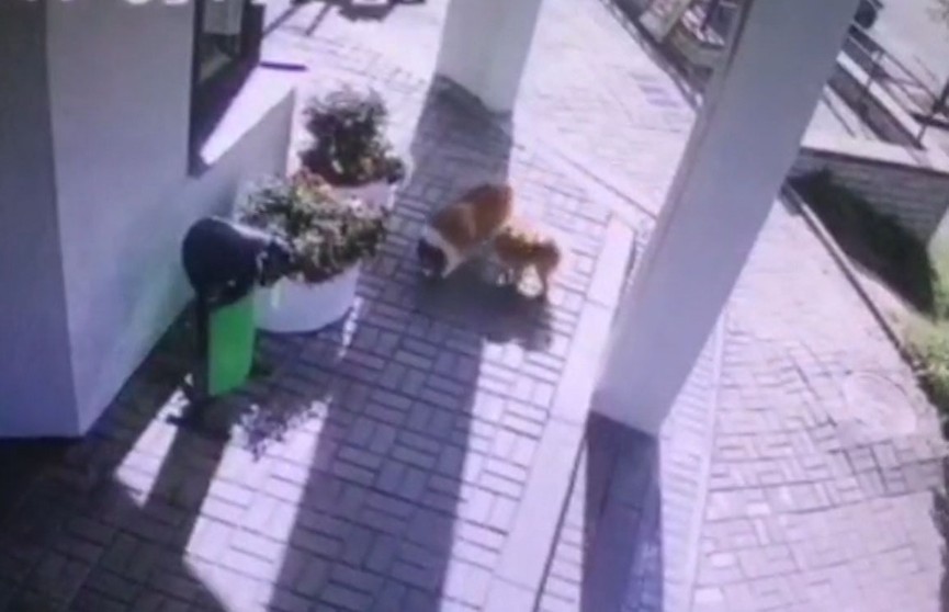 Появилось видео, на котором мужчина крадёт щенка, чтобы подарить его обиженной жене