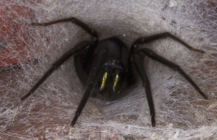 Жуткий гость: из стены в офисе вылез паук со светящимися челюстями
