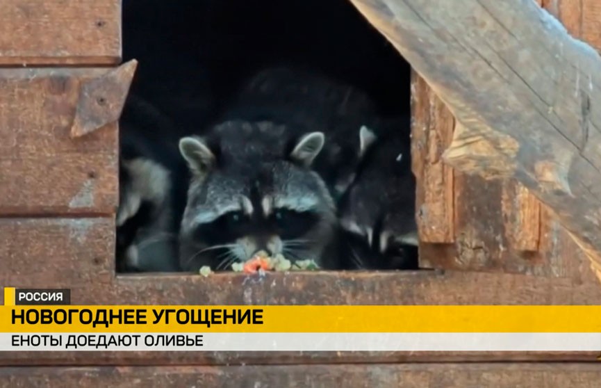 В Барнаульском зоопарке енотов угостили оливье (ВИДЕО)