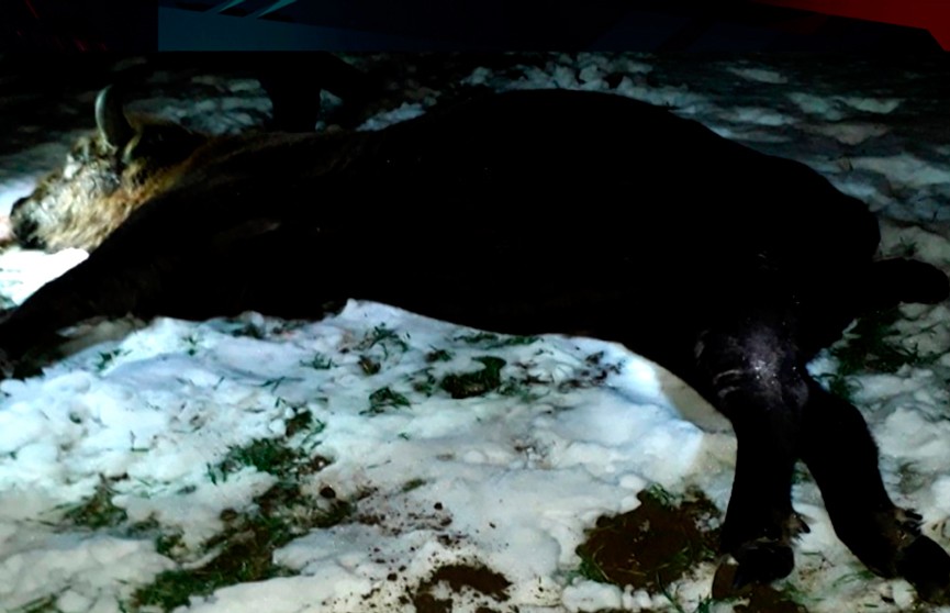 Неудачная охота в Дятловском районе: опытный охотник убил зубра