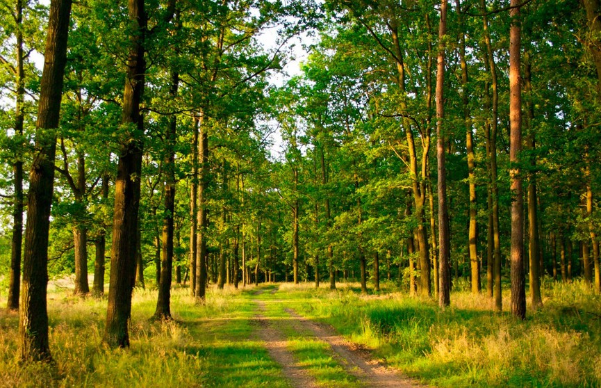 В двух областях Беларуси действуют запреты на посещение лесов