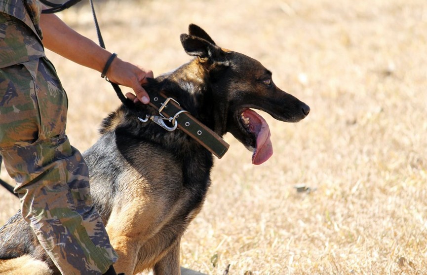 Индийские военные научили собак искать заражённых COVID-19