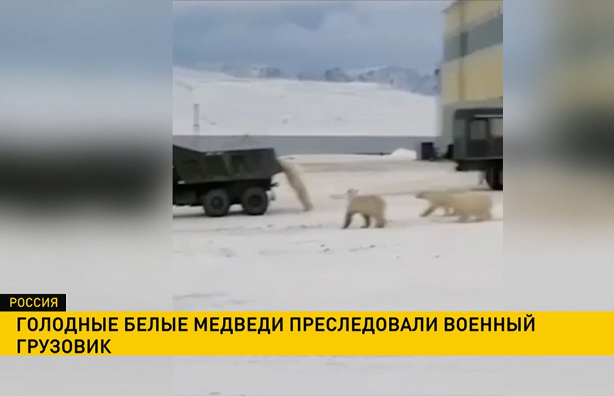 Голодные белые медведи преследовали военный грузовик в Якутии