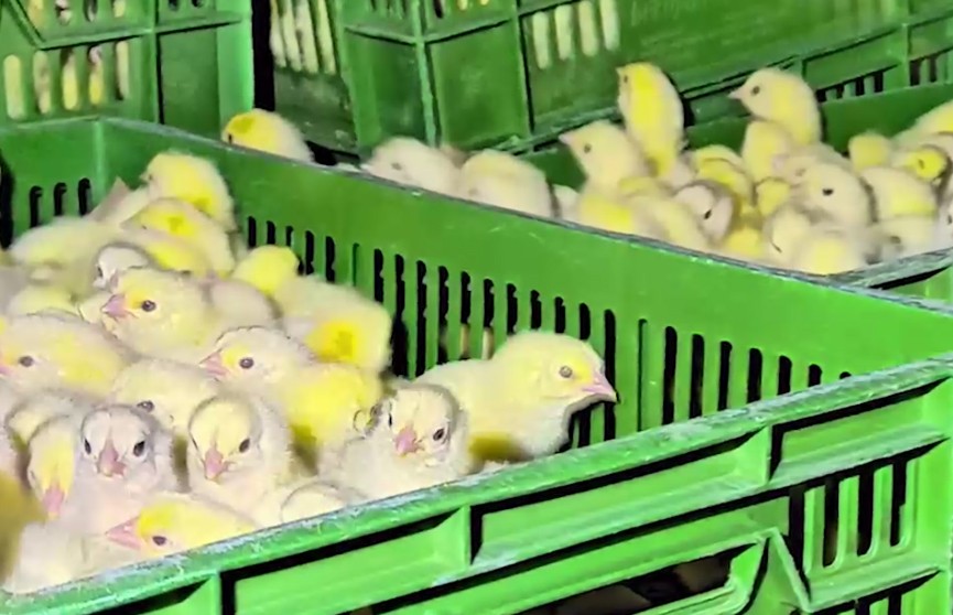 В Шклове было похищено почти 20 тысяч цыплят