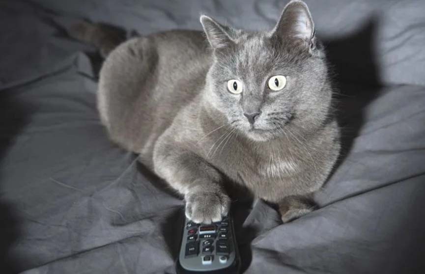 «Смешно и жалко одновременно»: кот набросился на птичку в телевизоре и рассмешил сеть (ВИДЕО)