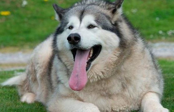 Самую толстую» собаку Британии посадили на диету, после того как она  «переела» пирожки