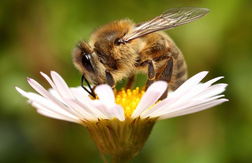 Улей из Лего? Пчеловод смастерил необычный дом для пчел (ВИДЕО)