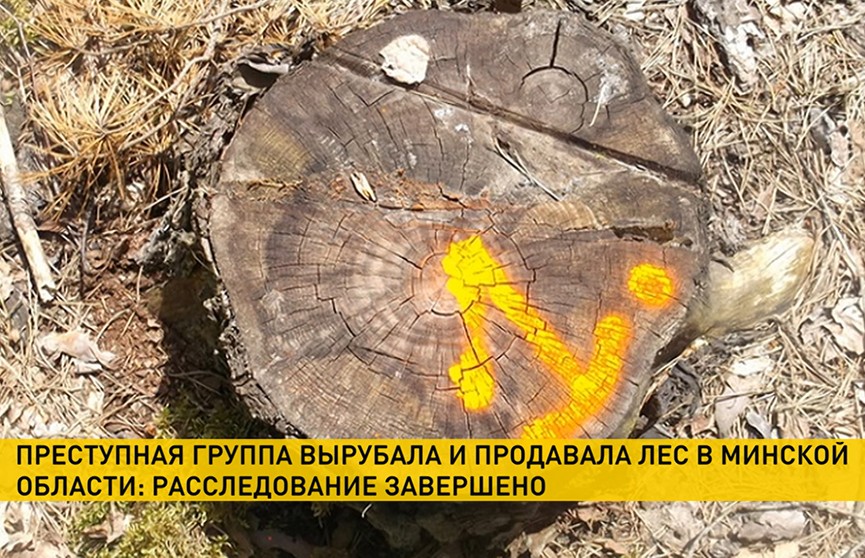 СК Беларуси завершил громкое расследование: мошенники полтора года вырубали лес в Минской области и продавали его