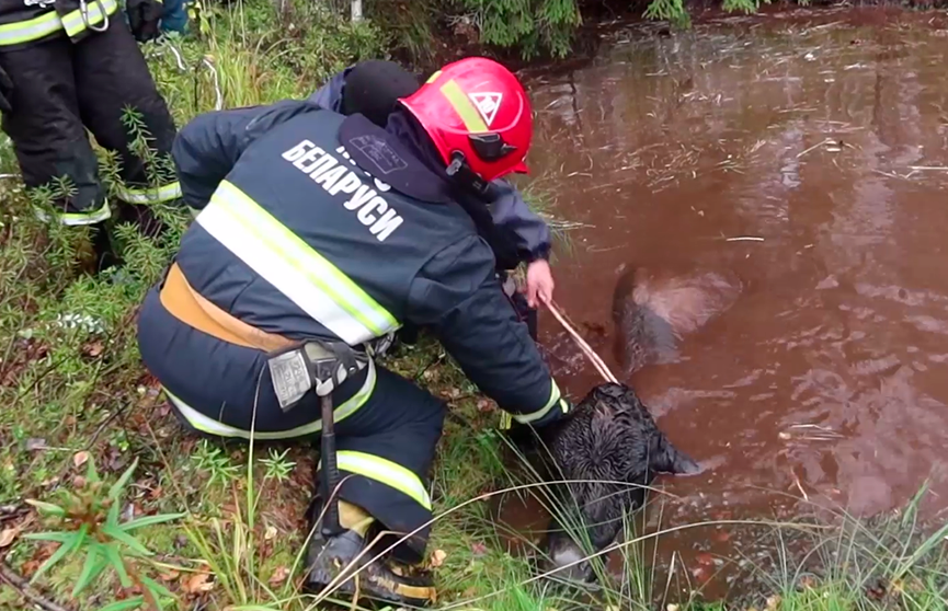 В Городокском районе спасатели вытащили из болота 14 коров